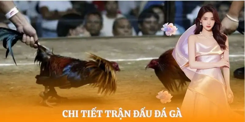 da-ga-cua-sat-tim-hieu-chi-tiet-cung-nha-cai